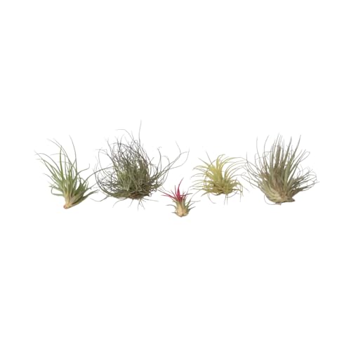 Plant in a Box - Tillandsien Pflanzen mix - 6er Mix - Luftpflanzen echt - Tillandsia - Höhe 5-15cm