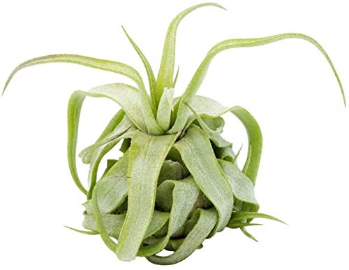 Tillandsia streptophylla, Tillandsien, Bromeliengewächs