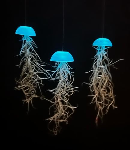 Tillandsien Pflanzen - Luftpflanzen echt - Air Plants - Tilldandsia - 3er Set Quallenpflanzen mit im Dunkeln leuchtenden Glas-Seeigeln - Spanisches Moos - Luftpflanzen Halterung - Trendyairplants