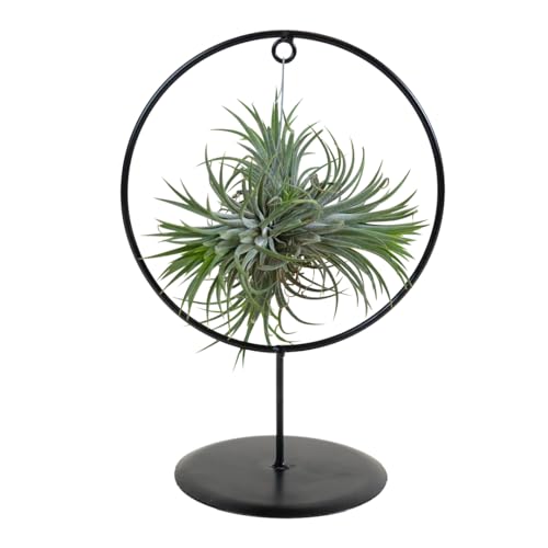 Bloomique - Tillandsia im Zierring - Zimmerpflanze - Luftpflanzen Echt - Tillandsien - Sehr Pflegeleicht - Höhe 30cm