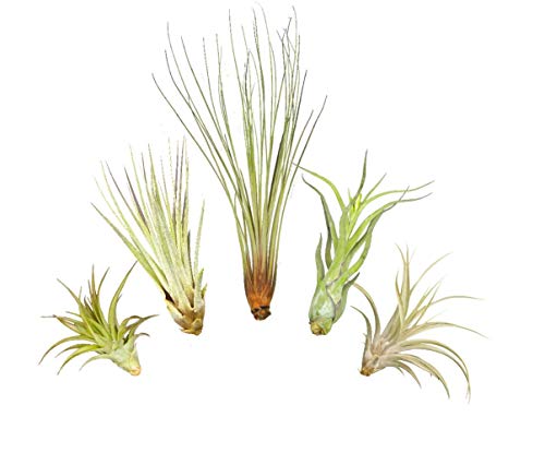 Tillandsien 5er XL Set, mit je einer Tillandsia juncea, einer T. captitata, einer T. abdita, einer T. caput medusae und einer T. fasciculata