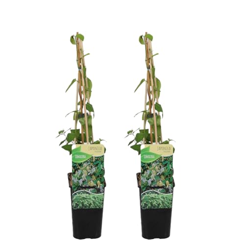 Bloomique – 2er-Set – Lonicera Heckrottii Halliana – Japanisches Geißblatt – Weiß, Gelb – Kletterpflanzen – Gartenpflanzen – Winterhart – Topf 15 cm – 70–80 cm hoch