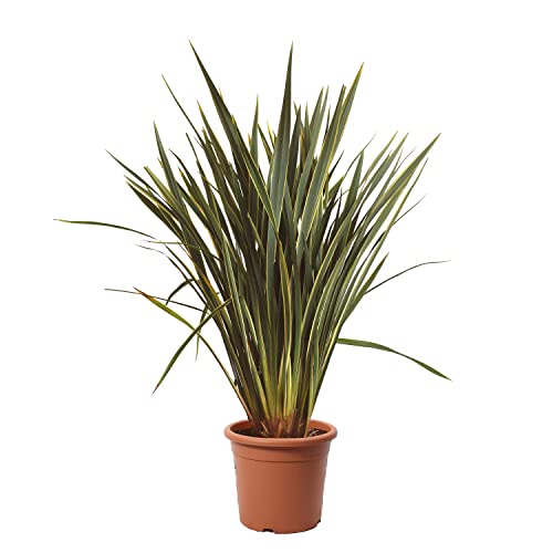 KENTIS - Phormium Tenax Variegatum – Neuseelandflachs – Winterharte Pflanzen für Garten - Hoch 125-150 cm Topf Ø 30 cm