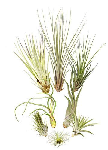 Tillandsien 8er-Mix, Tillandsia Bromeliengewächs