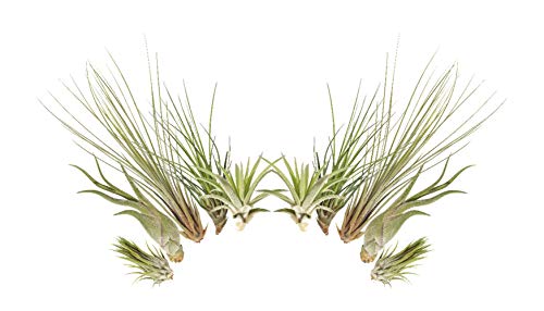 Tillandsien 10er-Mix, Tillandsia, Bromeliengewächs