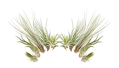 Tillandsien 10er-Mix, Tillandsia, Bromeliengewächs