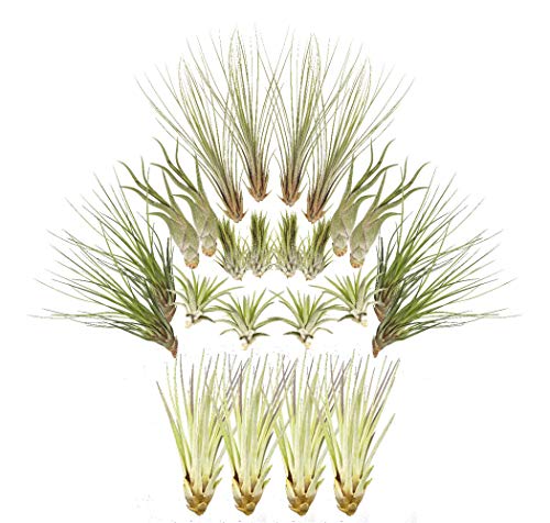 Tillandsien 24er-Mix, Tillandsia, Bromeliengewächs