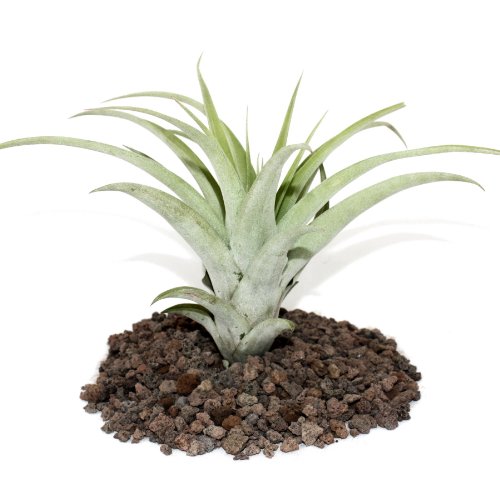 Exotenherz - Tillandsia capitata - lose Pflanze - gross