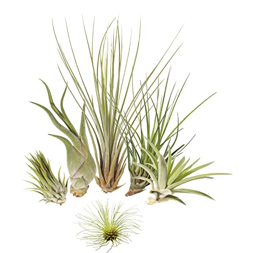 Tillandsien 5er-Mix 1 EXTRA Tillandsie, Bromeliengewächs