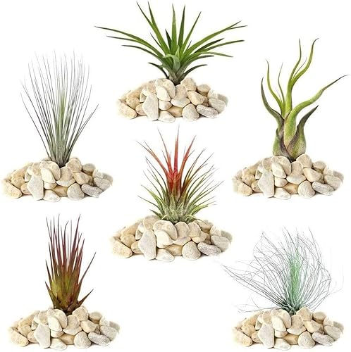 Gardeners Dream 6er Tillandsien Pflanzen Echt Mix - 6 Stk. Tillandsia Luftpflanzen Echt - Terrarium Pflanzen - Terrarium Deko Pflanzen - Luftreinigende Zimmerpflanzen - Deko Pflanze - Echte Pflanzen