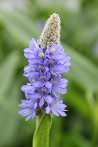 Wasserpflanzen Wolff - Pontederia lanceolata - Lanzettblättriges Hechtkraut - Riesenhechtkraut, blau