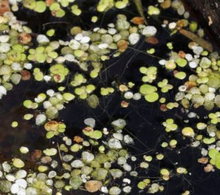 Buckelige Wasserlinse
