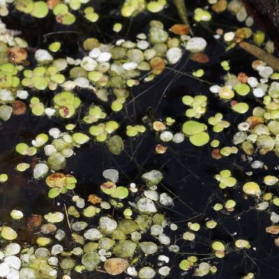 Schwimmpflanzen im Gartenteich Gartenteich Ratgeber