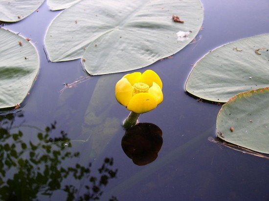 einfache Wasserpflanzen Pflanzen für den Gartenteich Teich Gelbe Seerose Welch 