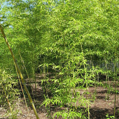 Bambus am Gartenteich Gartenteich Ratgeber