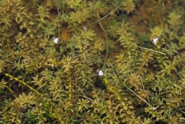 Die Kanadische Wasserpest Elodea canadensis Gartenteich Ratgeber