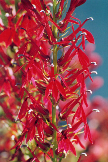 Die KardinalsLobelie (Lobelia cardinalis) Wuchs, Standort und Ansprüche