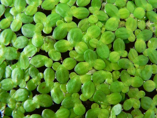 Die Kleine Wasserlinse (Entengrütze) Lemna minor Gartenteich Ratgeber