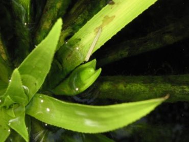 Die Krebsschere Stratiotes aloides Gartenteich Ratgeber