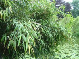 Der Dunkelgrüne SchirmBambus Fargesia nitida Gartenteich Ratgeber