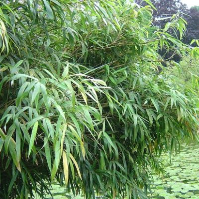 Bambus am Gartenteich Gartenteich Ratgeber