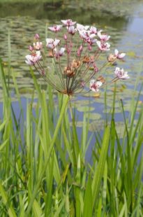 Die Schwanenblume Butomus umbellatus Gartenteich Ratgeber