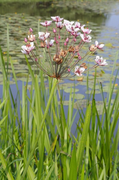 Schwanenblume
