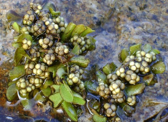 Sporangienbehälter des Schwimmfarns Salvinia natans