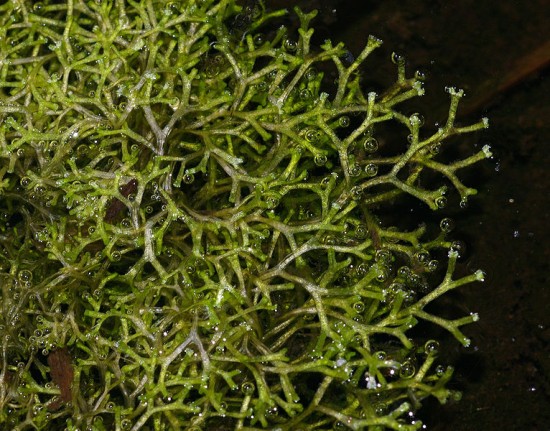 Sternlebermoos