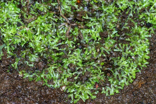 Terrestrische Form des Sternlebermoos