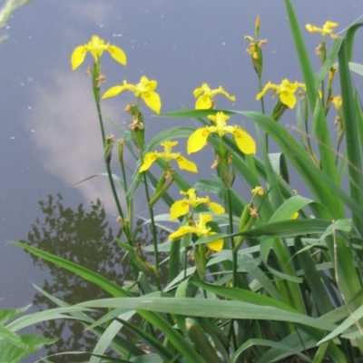 Sumpfpflanzen im Überblick Gartenteich Ratgeber