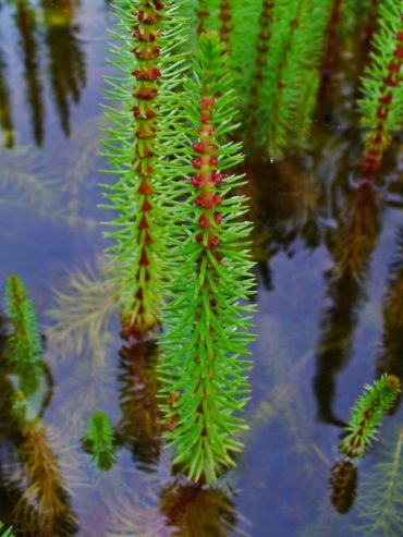 Der Tannenwedel Hippuris vulgaris Gartenteich Ratgeber