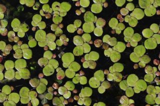 3 KG Wasserlinsen Algenkiller Futterpflanzen Schwimmpflanze Entengrötze 