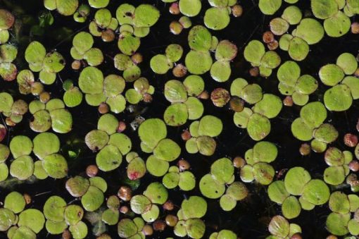Schwimmpflanzen im Gartenteich Gartenteich Ratgeber