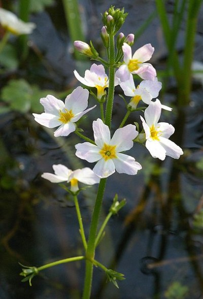 Blühende Wasserfeder