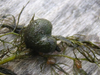 Turionen, Überwinterungsorgane, des Gemeinen Wasserschlauchs Urticularia vulgaris