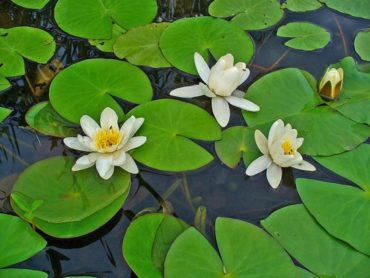 Seerosen F r Den Gartenteich Gartenteich Ratgeber seerosen-f-r-den-gartenteich-gartenteich-ratgeber