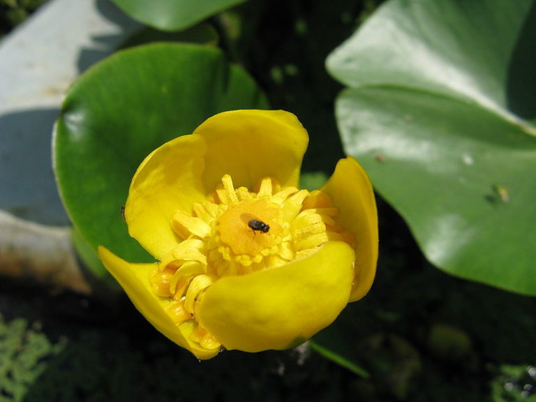 Seerosen für den Gartenteich Gartenteich Ratgeber
