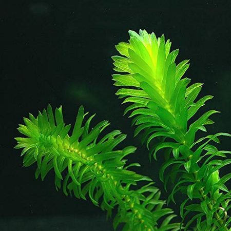 Die Wasserfeder Hottonia palustris Gartenteich Ratgeber