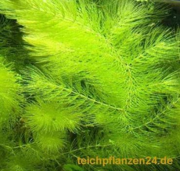 Raue Hornkraut (Ceratophyllum demersum) gehört in jeden Teich, weil