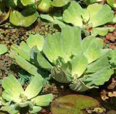 Sauerstoffmangel? Hierdurch das Wasser mit Sauerstoff anreichern!