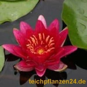 Mini Seerose für kleine Teiche Die Zwergseerose Nymphaea tetragona