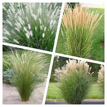 Die Riesensegge Carex pendula Gartenteich Ratgeber