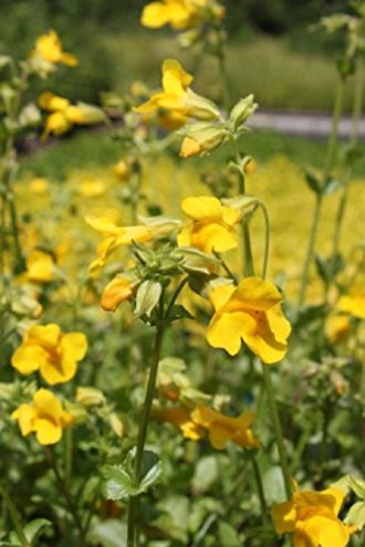Die Sumpfcalla Calla palustris Gartenteich Ratgeber
