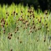 Gartenteich im Schatten Fische und spezielle Pflanzen fühlen sich wohl
