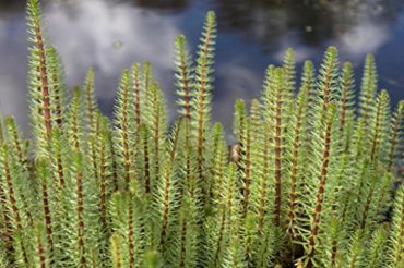 Gartenteich im Schatten Fische und spezielle Pflanzen fühlen sich wohl