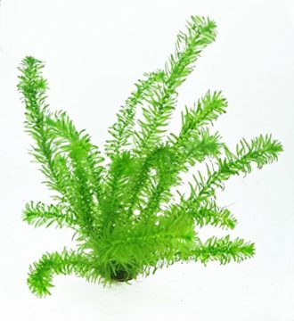 Untergetauchte Wasserpflanzen für den Teich Gartenteich Ratgeber