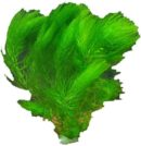 Raue Hornkraut (Ceratophyllum demersum) gehört in jeden Teich, weil