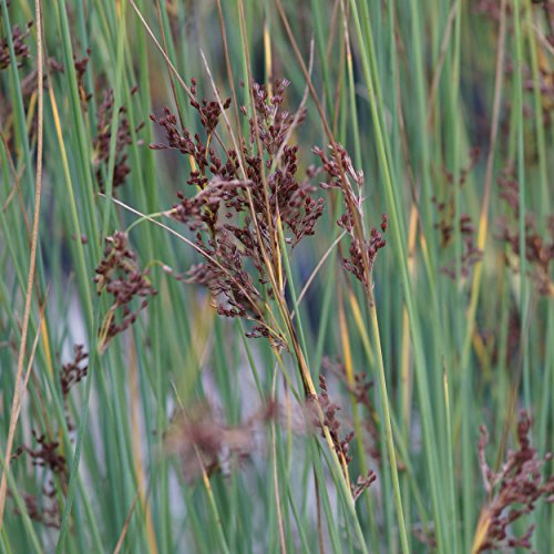Binsen im Überblick Gartenteich Ratgeber