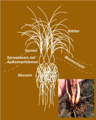 Scheidiges Wollgras Schema